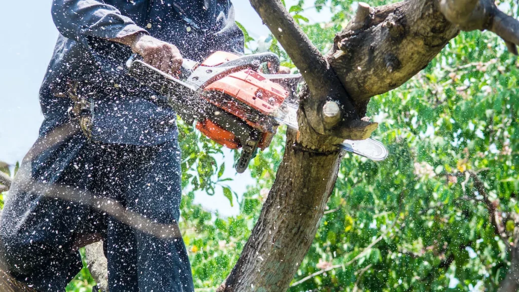 tree services anderson sc