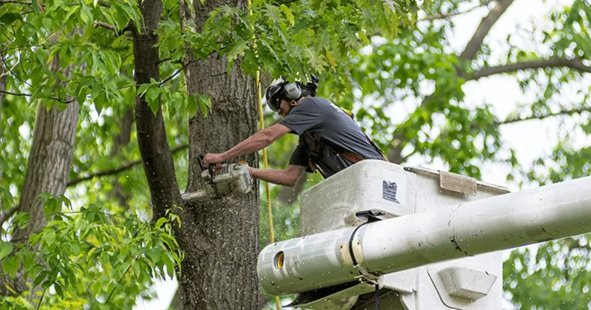 tree service anderson sc