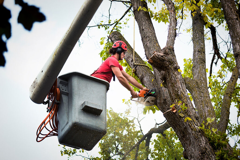 tree trimming anderson sc