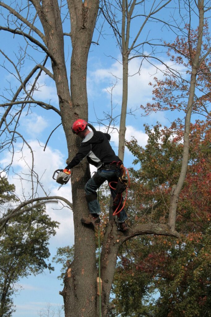 tree removal in anderson sc