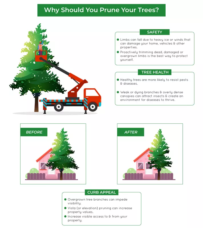 tree service anderson sc